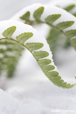 fronds with snow